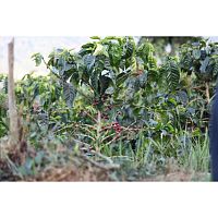 Кофе в зернах La Semeuse Salvador La Cumbre Limited 250 гр.